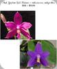 P. Yaphon Rich Woman x violacea Indigo Blue